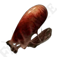 Land Octopus Ovary