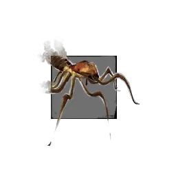 Juvenile Cave Spider