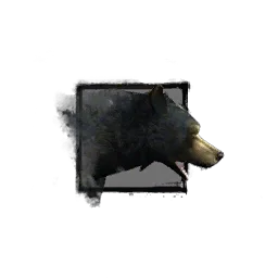 Juvenile Black Bear