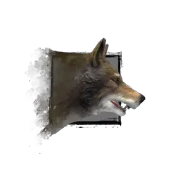 Juvenile Wolf