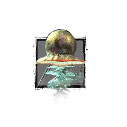 Juvenile Rainbow Jellyfish