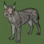 Eurasian Lynx