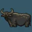 Water Buffalo
