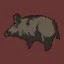 Feral Hog