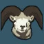 Dall Sheep