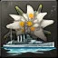 Edelweiss Seedelweiss