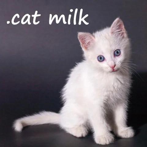 .cat Milk cover art