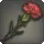 Carnation