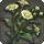 Rarefied Kozama'uka Chamomile