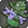 Foxglove