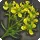 Rue