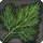 Fennel