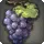 Lowland Grapes