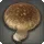Shiitake Mushroom