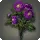 Purple Dahlias