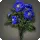 Blue Dahlias