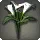 White Arums