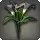 Black Arums