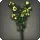 Yellow Campanulas