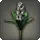 Black Hyacinths