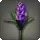 Purple Hyacinths