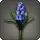Blue Hyacinths