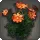 Orange Cosmos