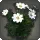 White Cosmos