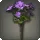 Purple Byregotia