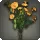 Orange Morning Glories