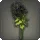 Black Chrysanthemums