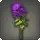 Purple Chrysanthemums