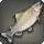 Trailtrout