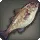 Purpure Cod