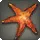Ruby Sea Star