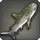 Thavnairian Shark