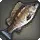 Toothsome Grouper