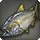 Amberjack