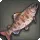 Doman Trout