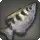 Archerfish