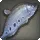 Knifefish