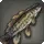 Bowfin