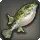 Spotted Puffer