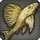 Ronkan Pleco