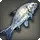 Blue-fish