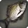 River Bream