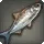 River Barramundi