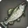Steelhead Trout