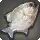 Splendid Piranha