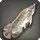 Bleached Bonytongue